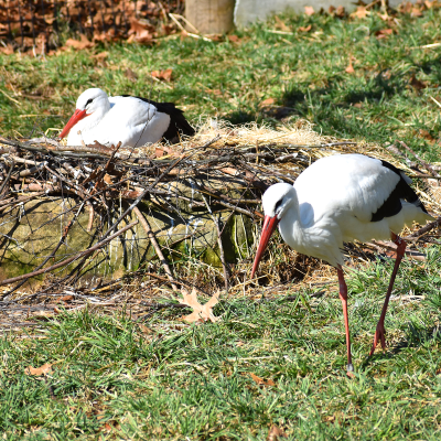 White stork sitting on nest