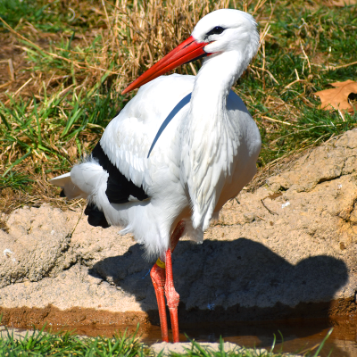 White stork