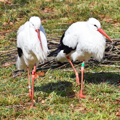 White stork