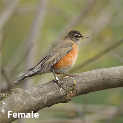 American robin female
