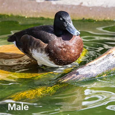 Baer's pochard male