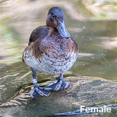 Baer's pochard female