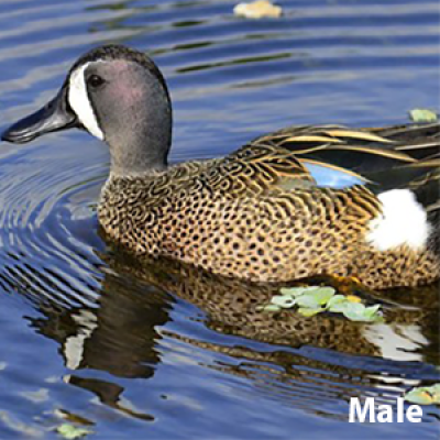 Blue Winged Teal Male