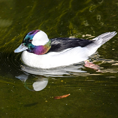 Bufflehead