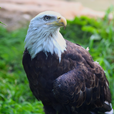 Bald eagle at the Akron Zoo
