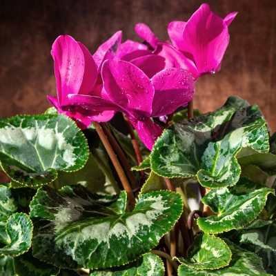 Dark Pink Hardy Cyclamen with Green Leaves