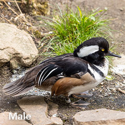 Hooded merganser male