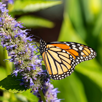 Monarch Butterfly on Purple Flowers