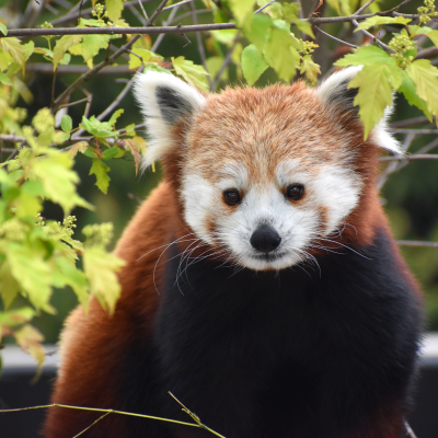 Red panda at the Akron Zoo