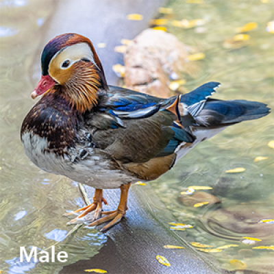 Mandarin ducks male