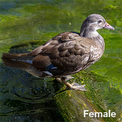 Mandarin ducks female