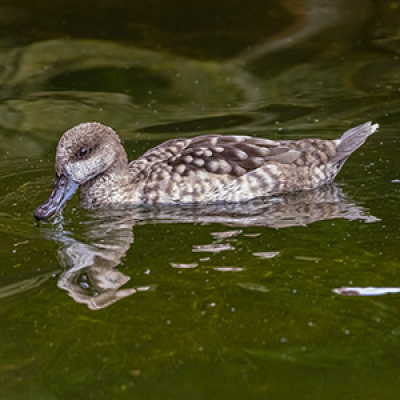 Marbled teal