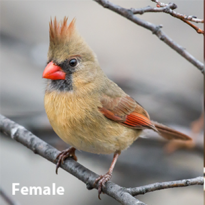 Northern cardinal female