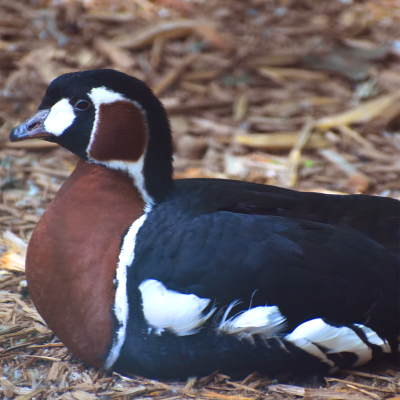 Red-breasted goose