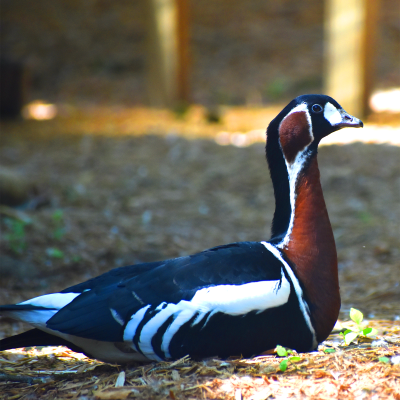 Red-breasted goose