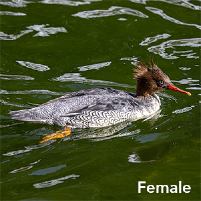 Scaly-sided merganser female