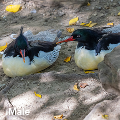 Scaly-sided merganser male