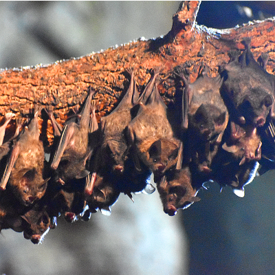 Seba’s Short-tailed Fruit Bats