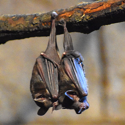 Seba’s Short-tailed Fruit Bat