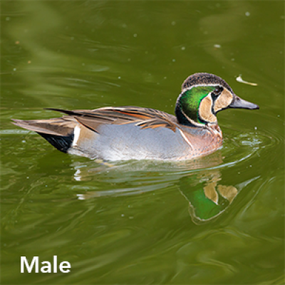 Baikal teal  ​male