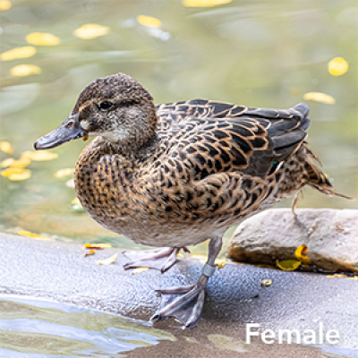 Baikal teal  ​female