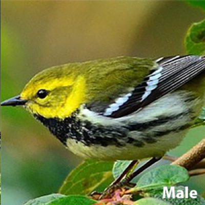 Black-throated green warbler male