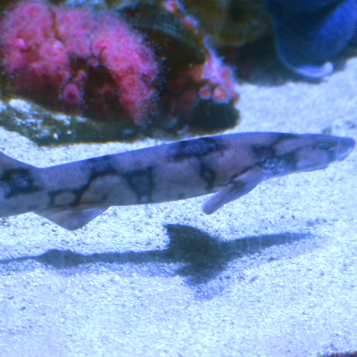 Chain dogfish