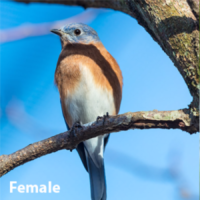 Eastern bluebird female
