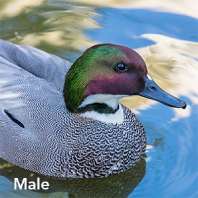 Falcated duck male