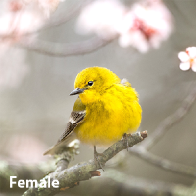Yellow warbler female