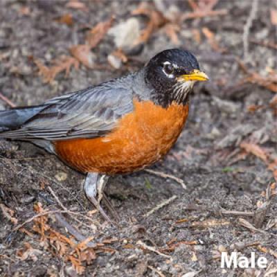American robin male