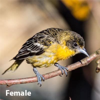 Baltimore oriole female