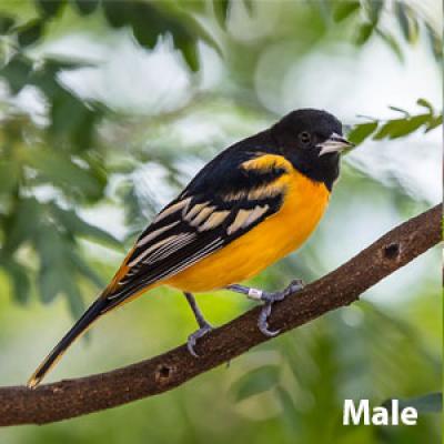 Baltimore oriole male