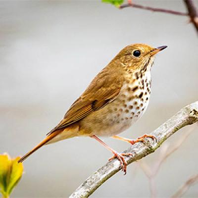 Hermit thrush