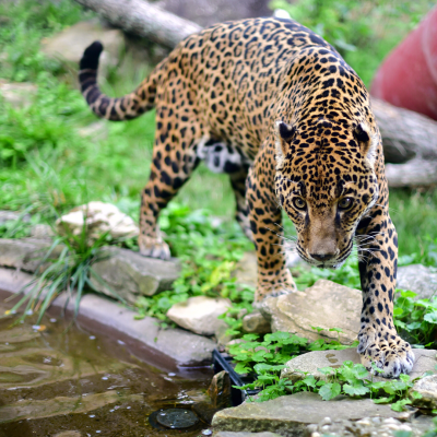 Jaguar walking around her pool