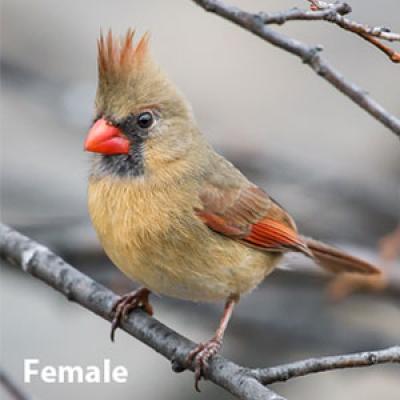 Northern cardinal female