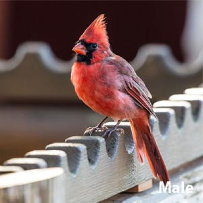 Northern cardinal male