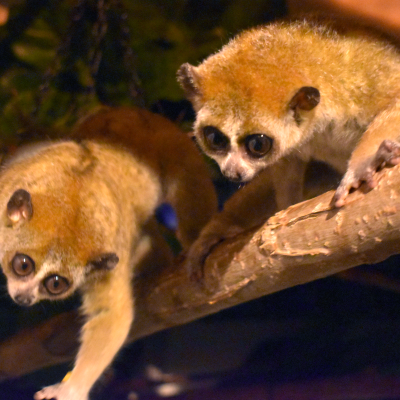 Pygmy slow loris brothers