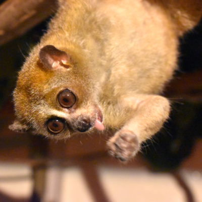 Pygmy slow loris sticking tongue out