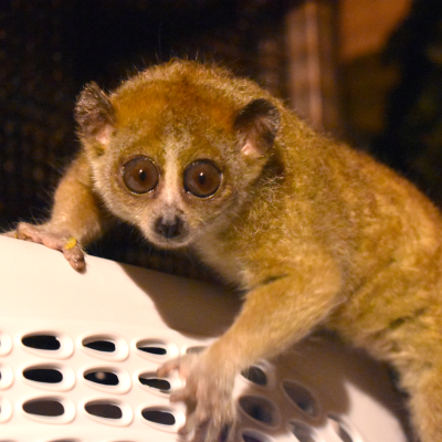 Pygmy slow loris