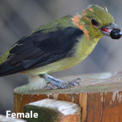 Scarlet tanager female