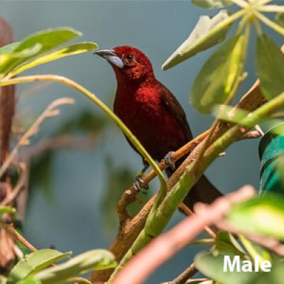 Scarlet tanager male