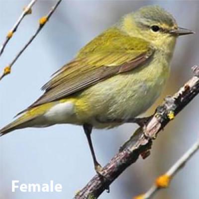 Tennesse warbler Female