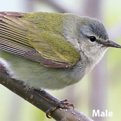 Tennesse warbler Male