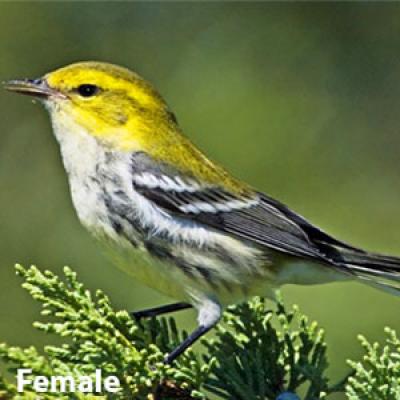 Black-throated green warbler female