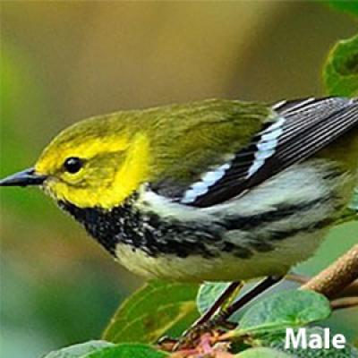 Black-throated green warbler male