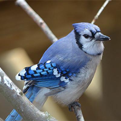 Blue Jay