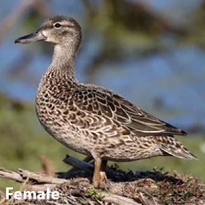 Blue Winged Teal Female