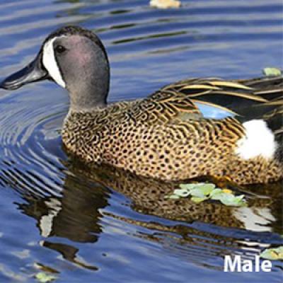 Blue Winged Teal Male