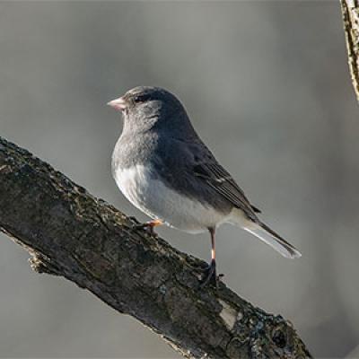 Colored junco